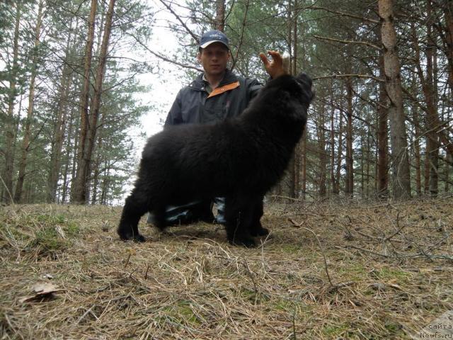 Фото: ньюфаундленд Uyutnaya Dolina Andros Grif (Уютная Долина Андрос Гриф)