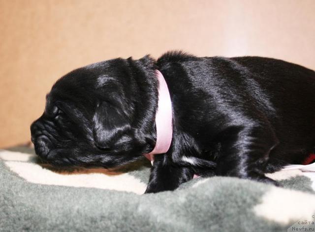 Фото: Щенок помета от Cannon Bear's One Of Those Days и, ньюфаундленд Beguschaya po Volnam Vsya Takaya Rastakaya (Бегущая по Волнам Вся Такая Растакая)