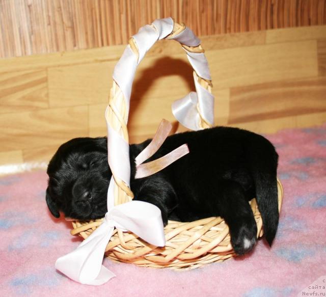 Фото: Щенок от Cannon Bear's One Of Those Days и, ньюфаундленд Beguschaya po Volnam Vsya Takaya Rastakaya (Бегущая по Волнам Вся Такая Растакая)