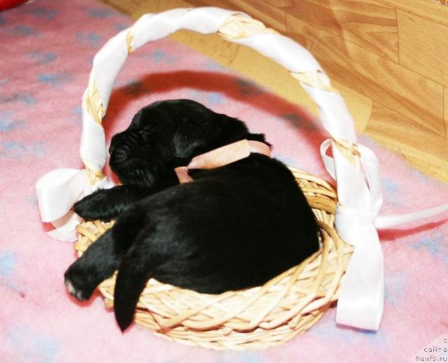 Фото: Щенок от Cannon Bear's One Of Those Days и, ньюфаундленд Beguschaya po Volnam Vsya Takaya Rastakaya (Бегущая по Волнам Вся Такая Растакая)