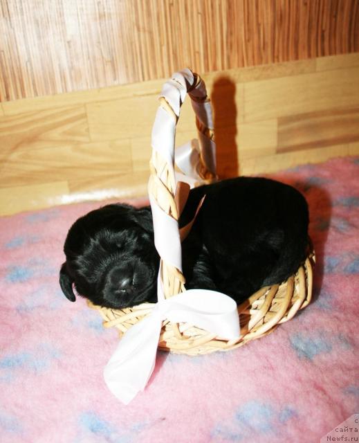 Фото: Щенок от Cannon Bear's One Of Those Days и, ньюфаундленд Beguschaya po Volnam Vsya Takaya Rastakaya (Бегущая по Волнам Вся Такая Растакая)