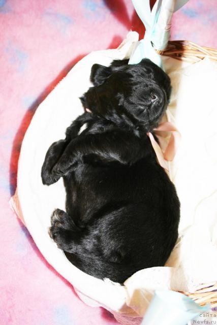 Фото: Щенок от Cannon Bear's One Of Those Days и, ньюфаундленд Beguschaya po Volnam Vsya Takaya Rastakaya (Бегущая по Волнам Вся Такая Растакая)