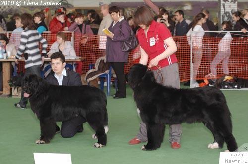 Фото: ньюфаундленд Mag Ispolin Lyubava (Маг Исполин Любава), ньюфаундленд Orhideya Cvetok Lyubvi (Орхидея Цветок Любви)