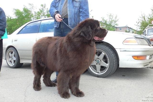 Фото: ньюфаундленд Smigar Rytsar Solnechny Zaychik (Смигар Рыцарь Солнечный Зайчик)