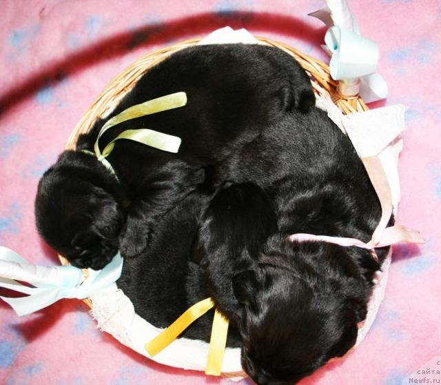 Фото: Щенки от Cannon Bear's One Of Those Days и, ньюфаундленд Beguschaya po Volnam Vsya Takaya Rastakaya (Бегущая по Волнам Вся Такая Растакая)