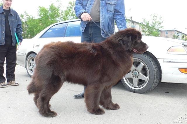 Фото: ньюфаундленд Smigar Rytsar Solnechny Zaychik (Смигар Рыцарь Солнечный Зайчик)
