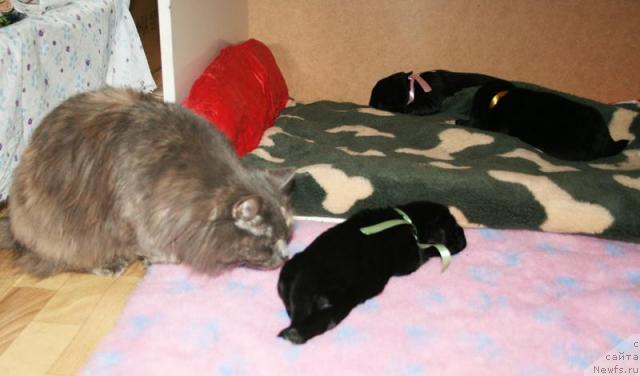 Фотография № 41265