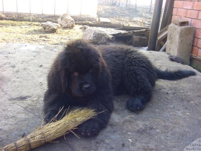 Фото: ньюфаундленд Baloven' Sud'byi (Баловень Судьбы)