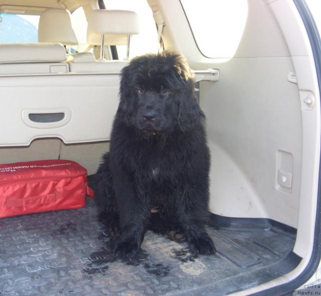 Фото: ньюфаундленд Bol'shaya Medvedica (Большая Медведица)