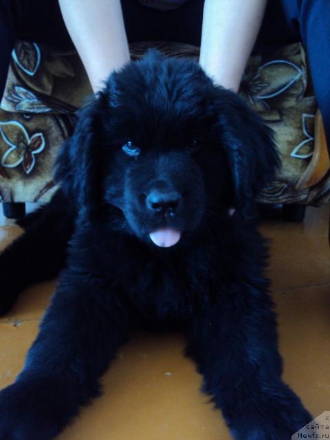 Фото: ньюфаундленд Margo iz Sibirskoy Glubinki (Марго из Сибирской Глубинки)