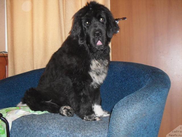 Фото: ньюфаундленд Pchyolkin Dom Grand Gerkules (Пчёлкин Дом Гранд Геркулес)