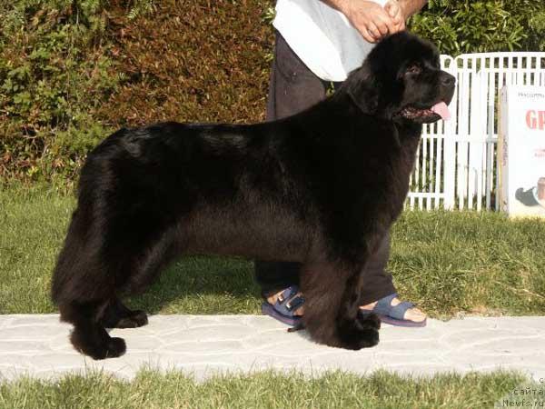 Фото: ньюфаундленд Mississippi-Missouri Black Beauty