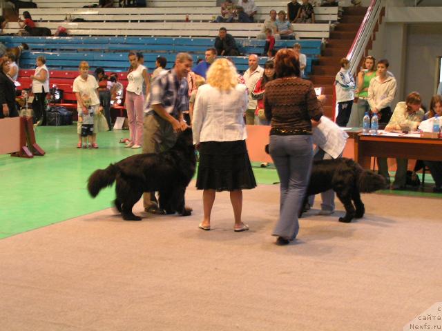 Фото: ньюфаундленд Chansi  iz  Medvejyego Yara (Чанси из Медвежьего Яра)