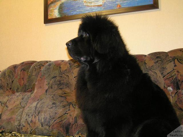 Фото: ньюфаундленд Interio Souri iz Medvejyego Yara (Интерио Соури из Медвежьего Яра)