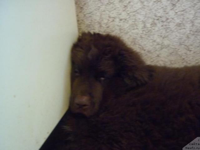 Фотография № 41331