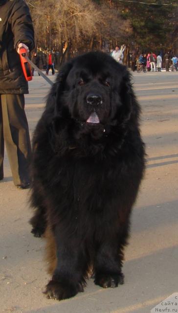 Фото: ньюфаундленд Super Premium Bumer (Супер Премиум Бумер)