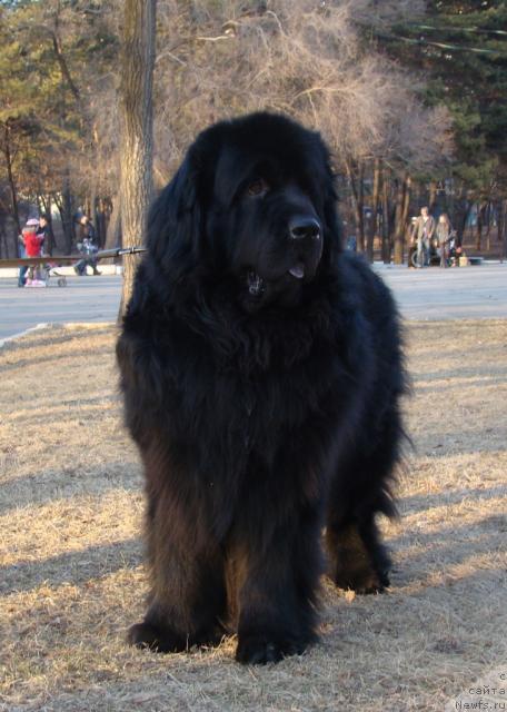 Фото: ньюфаундленд Super Premium Bumer (Супер Премиум Бумер)