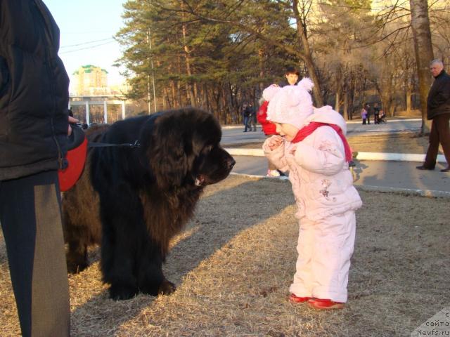 Фото: ньюфаундленд Super Premium Bumer (Супер Премиум Бумер)