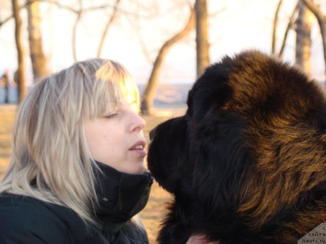 Фото: ньюфаундленд Super Premium Bumer (Супер Премиум Бумер)