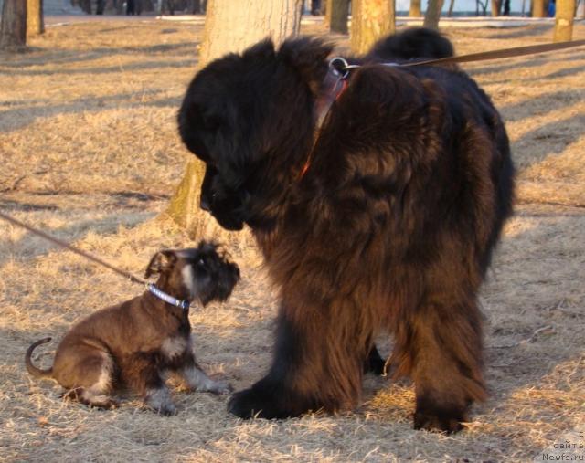 Фото: ньюфаундленд Super Premium Bumer (Супер Премиум Бумер)