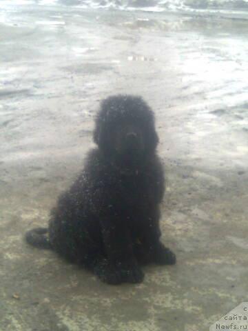 Фото: ньюфаундленд Uyutnaya Dolina Al'veyd Ingvar (Уютная Долина Альвейд Ингвар)