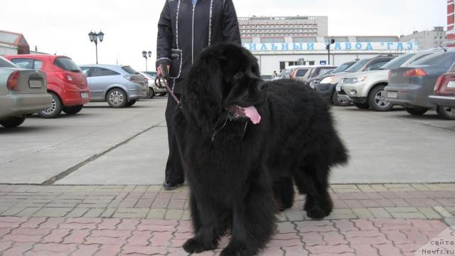 Фото: ньюфаундленд Znay Nashih iz Antagrada (Знай Наших из Антаграда)