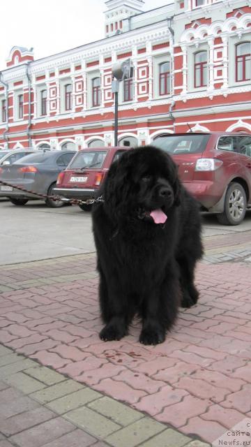 Фото: ньюфаундленд Znay Nashih iz Antagrada (Знай Наших из Антаграда)
