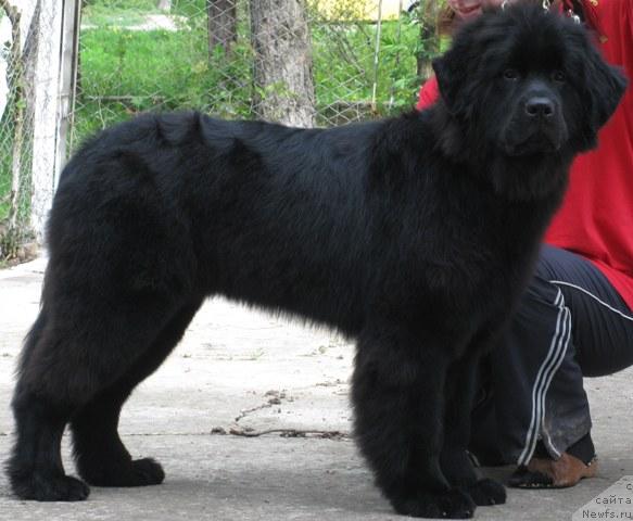 Фото: ньюфаундленд Zagadka Dominika Kara Deniz (Загадка Доминика Кара Дениз)