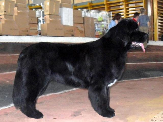 Фото: ньюфаундленд Bianka Vayt Pyerl (Бианка Вайт Пэрл)