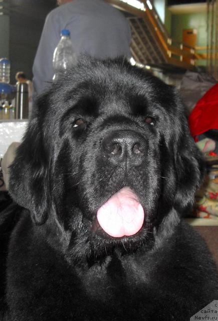 Фото: ньюфаундленд Bianka Vayt Pyerl (Бианка Вайт Пэрл)