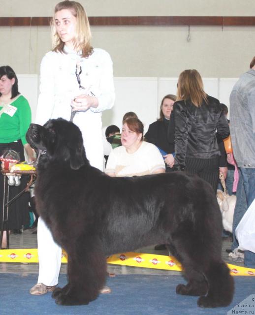 Фото: ньюфаундленд Francheska From The Newf's Hause (Франческа Фром зе Ньюфс Хаус)