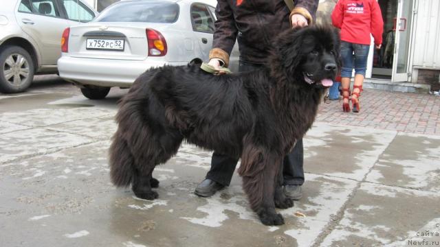 Фото: ньюфаундленд Smigar Nensi Neprevzoydennaya (Смигар Ненси Непревзойденная)