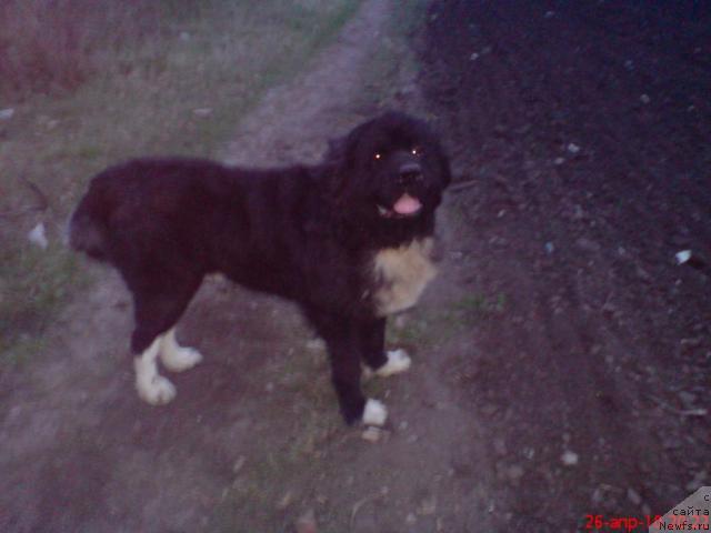 Фото: ньюфаундленд Smigar YAng Blek Daymond (Смигар Янг Блек Даймонд)