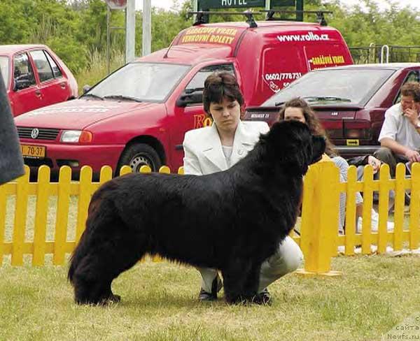 Фото: ньюфаундленд Seabrooks Fly to Midnight Lady