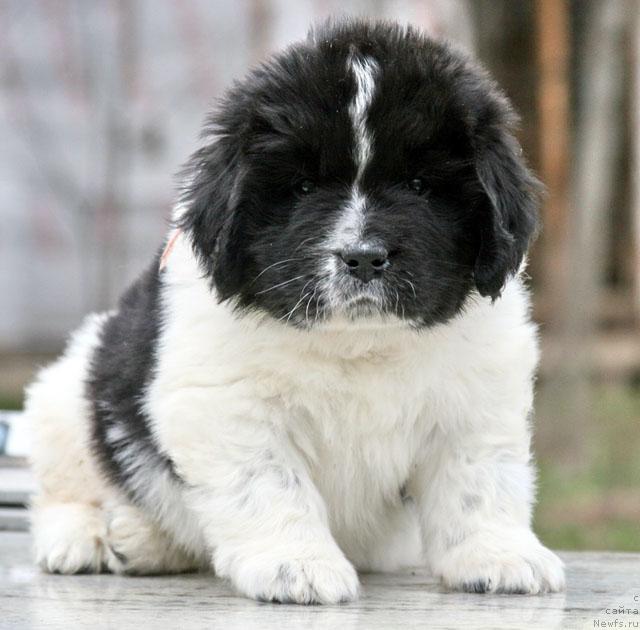 Фото: ньюфаундленд Plyushevaya Panda Ledi Gamil'ton (Плюшевая Панда Леди Гамильтон), красотка от кутюр