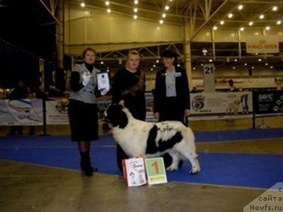 Фото: ньюфаундленд Sent Djons Piter Pen (Сент Джонс Питер Пен)