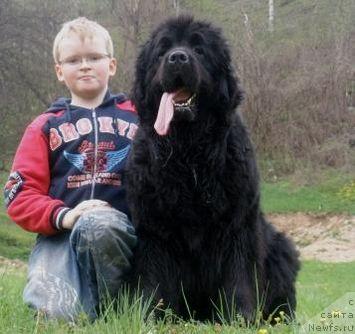 Фото: ньюфаундленд Plushevaya Panda Barhatnaya Roza (Плюшевая Панда Бархатная Роза)