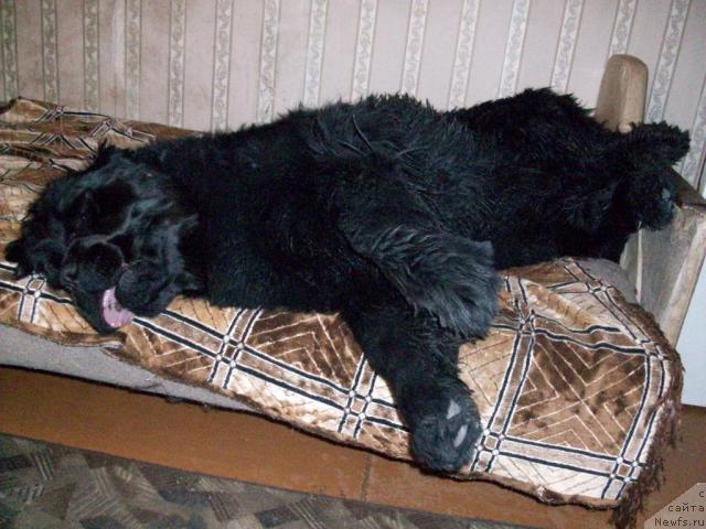 Фото: ньюфаундленд Yarada iz Sibirskoy Glubinki (Ярада из Сибирской Глубинки)