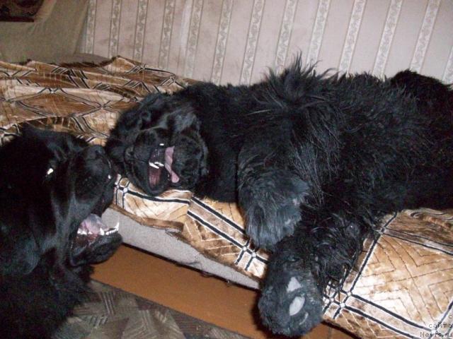 Фото: ньюфаундленд Yarada iz Sibirskoy Glubinki (Ярада из Сибирской Глубинки)