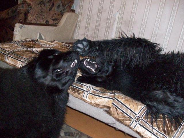 Фото: ньюфаундленд Yarada iz Sibirskoy Glubinki (Ярада из Сибирской Глубинки)