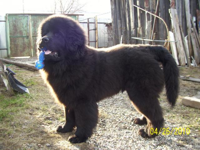 Фото: ньюфаундленд Beguschaya po Volnam Ritm yend Blyuz (Бегущая по Волнам Ритм энд Блюз)