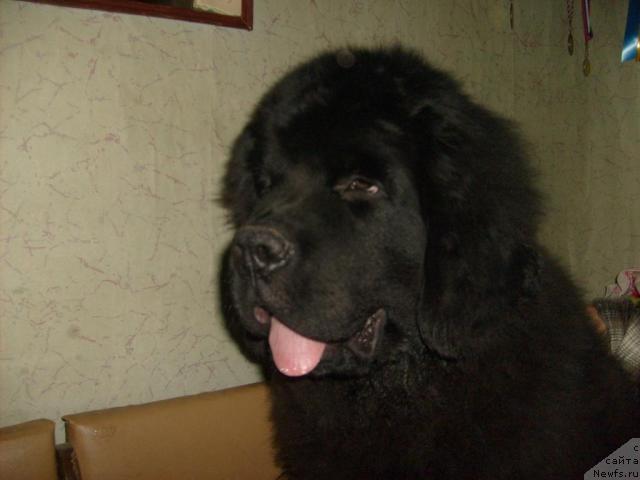 Фото: ньюфаундленд Aquatoriya Kelvin Kilimandzharo (Акватория Келвин Килиманджаро)