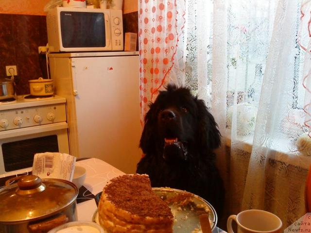 Фото: ньюфаундленд Zinedin iz Sibirskoy Glubinki (Зинедин из Сибирской Глубинки)