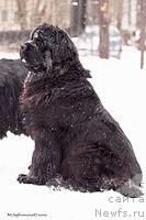 Фотография № 41487