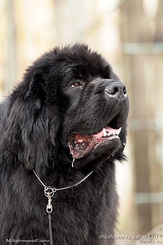 Фото: ньюфаундленд Potap Ceveron (Потап Цеверон)