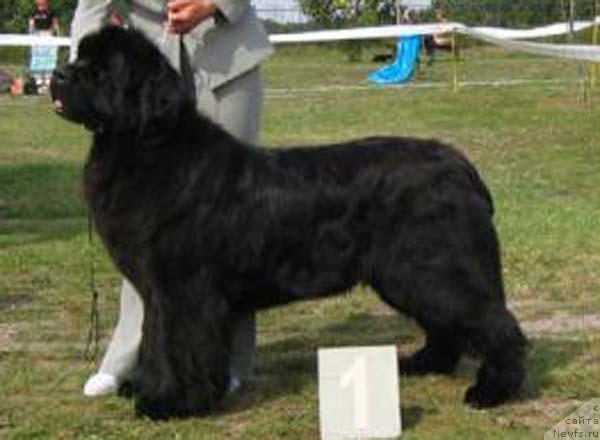 Фото: ньюфаундленд Imperial Son King of Helluland