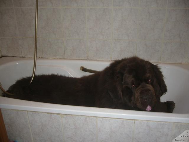 Фото: ньюфаундленд Newf Mermaid Denver