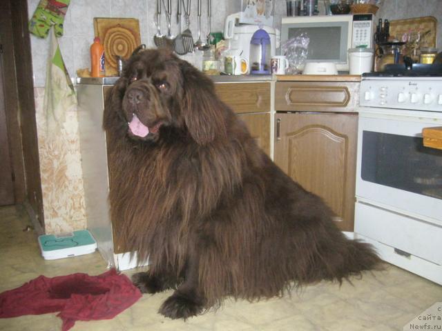 Фото: ньюфаундленд Newf Mermaid Denver