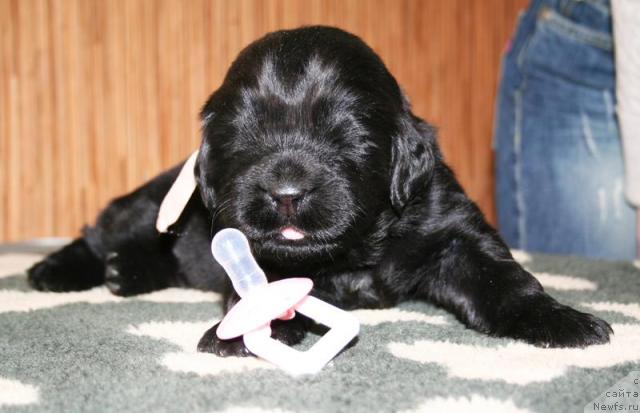 Фото: Бегущая по волнам Хэнд Мэйд