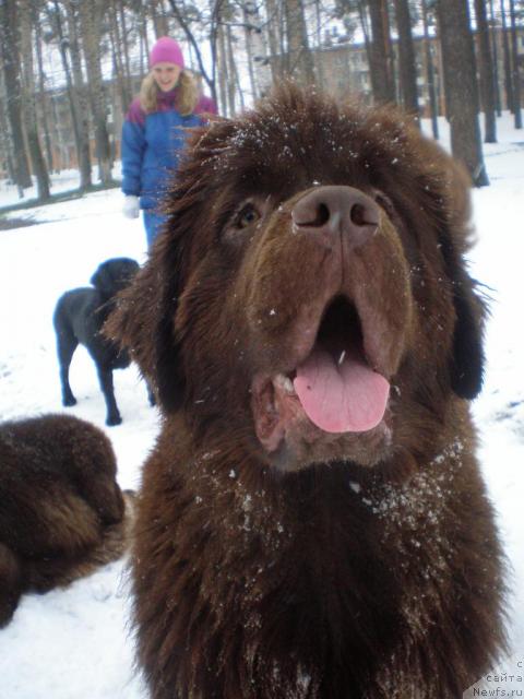 Фото: ньюфаундленд Koketka ot CHannel iz Medvej'ego YAra (Кокетка от Чаннел из Медвежьего Яра)